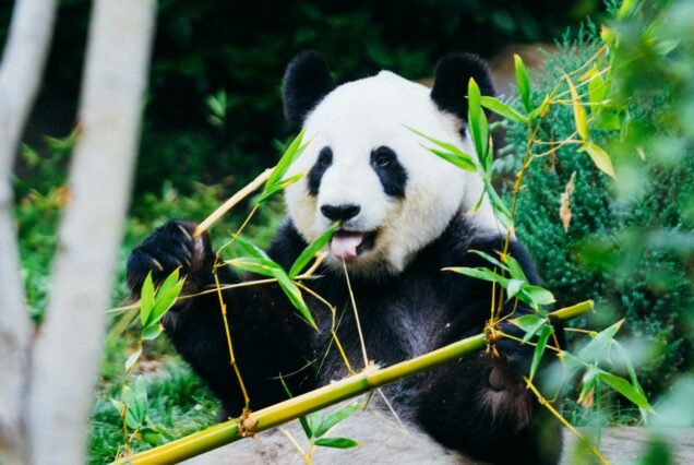 12-Day Cultural Study Camp in Chengdu, Xi'an and Beijing